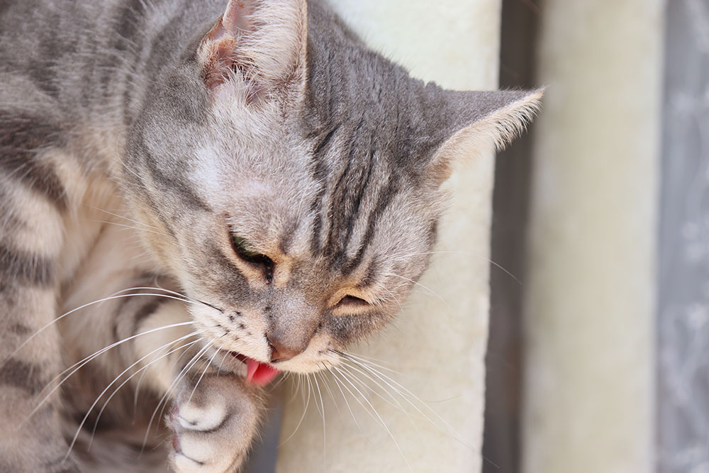 A close-up of a grey tabby cat licking its front paw with its tongue visible.