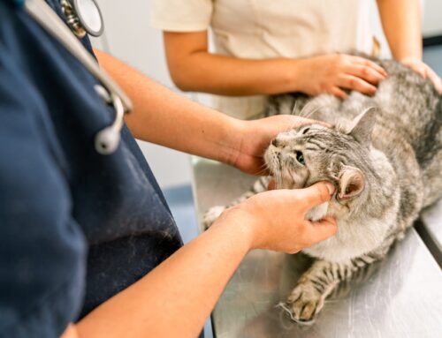 Investing in Your Pet’s Health: Why Preventive Care Pays Off
